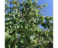 Leilinde - Tilia europaea 'Pallida' leiboom