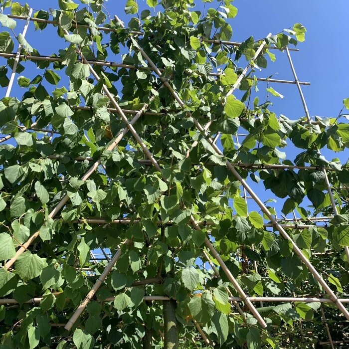Leilinde - Tilia europaea 'Pallida' leiboom