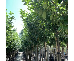 Laurier boom - Prunus laurocerasus 'Genolia'