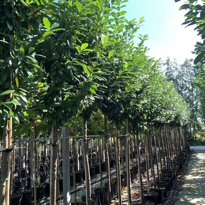 Laurier boom - Prunus laurocerasus 'Genolia'