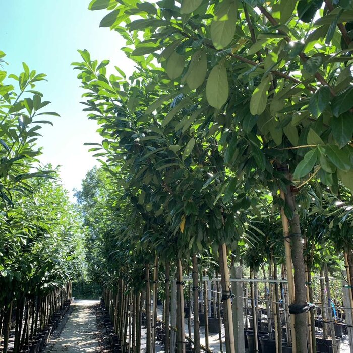 Laurier boom - Prunus laurocerasus Etna
