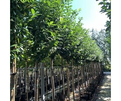 Laurier boom - Prunus laurocerasus 'Caucasica'