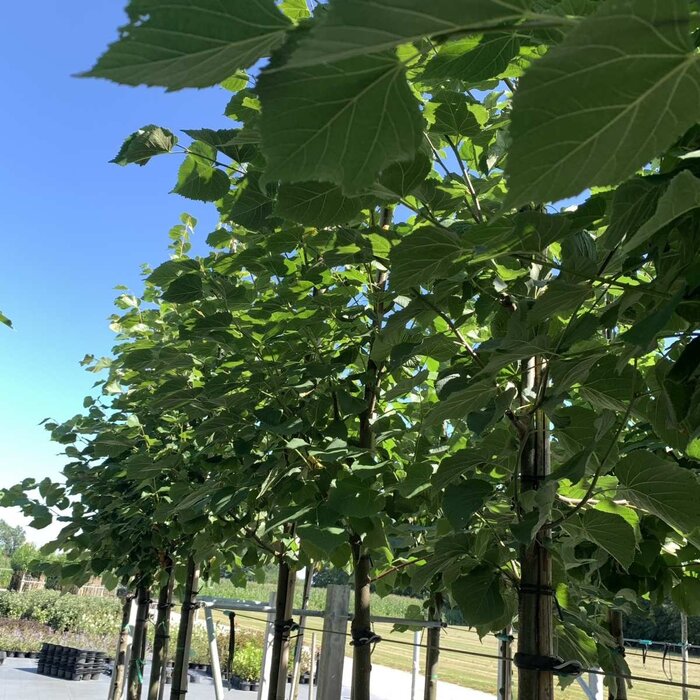 Anna Paulownaboom - Paulownia tomentosa 'Hulsdonk'