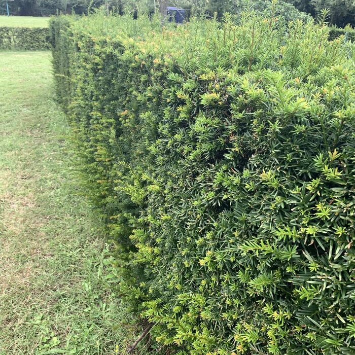 Taxus baccata - Taxushaag (Kale wortel)