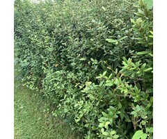 Zuurbes haag - Berberis thunbergii