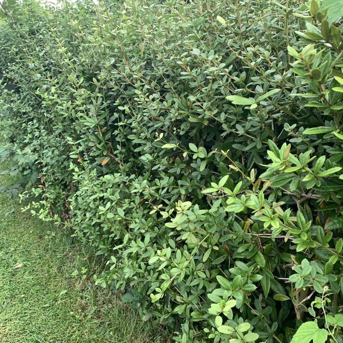 Zuurbes haag - Berberis thunbergii