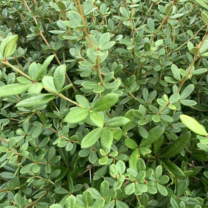 Zuurbes haag - Berberis thunbergii