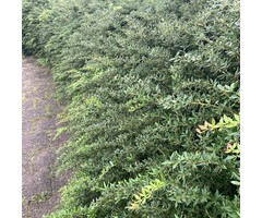 Berberis thunbergii - Zuurbes (Kale wortel)