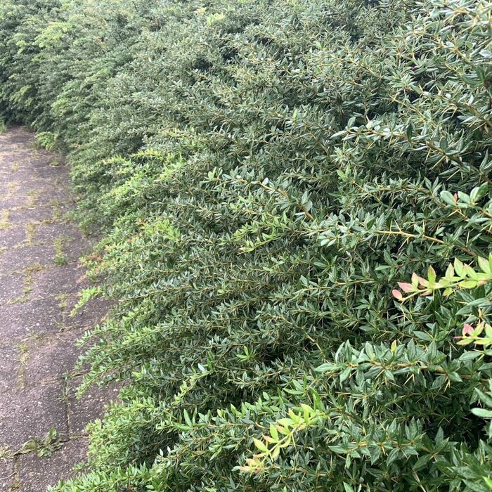 Berberis thunbergii - Zuurbes (Kale wortel) -> PRE-ORDER