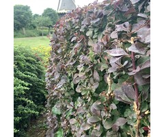 Zuurbes haag - Berberis thunbergii 'Atropurpurea'