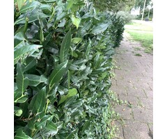 Laurierhaag - Prunus laurocerasus 'Caucasica'
