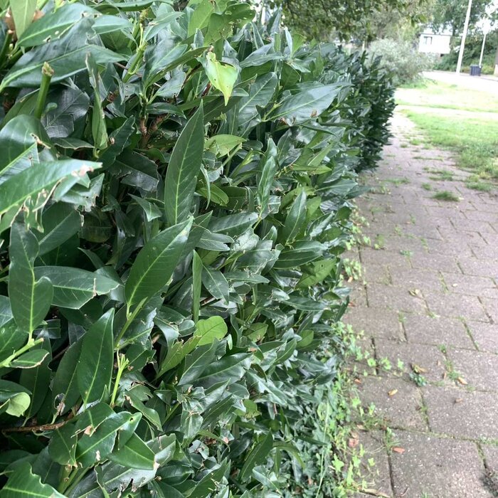 Laurierhaag - Prunus laurocerasus 'Caucasica'