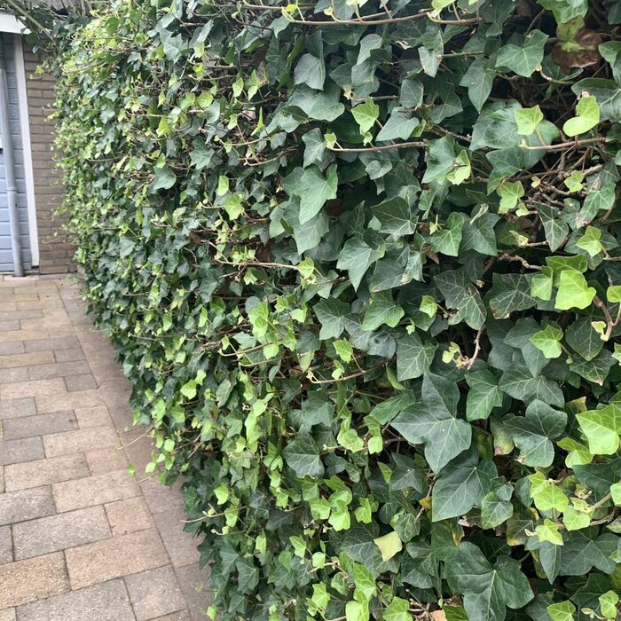 Klimop - Hedera helix 'Woerner'