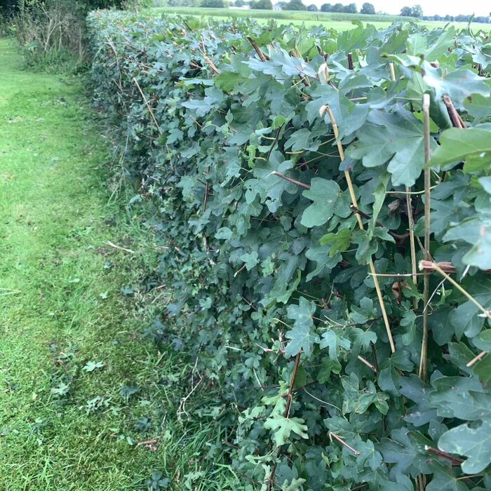 Acer campestre - Veldesdoornhaag/Spaanse aak (Kale wortel)