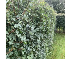 Acer campestre - Veldesdoornhaag/spaanse aak (Kale wortel)