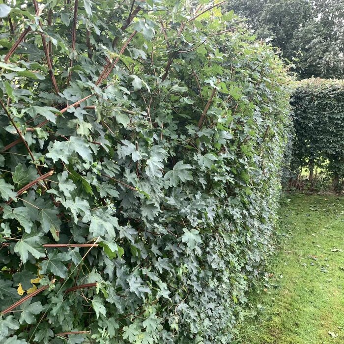 Veldesdoorn haag - Acer campestre