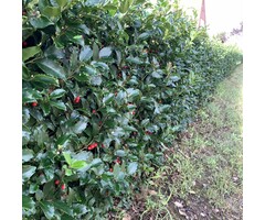 Hulsthaag - Ilex aquifolium
