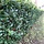 Hulsthaag - Ilex aquifolium
