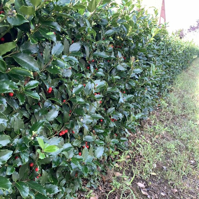 Hulsthaag - Ilex aquifolium