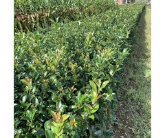 Hulsthaag - Ilex aquifolium 'Alaska'