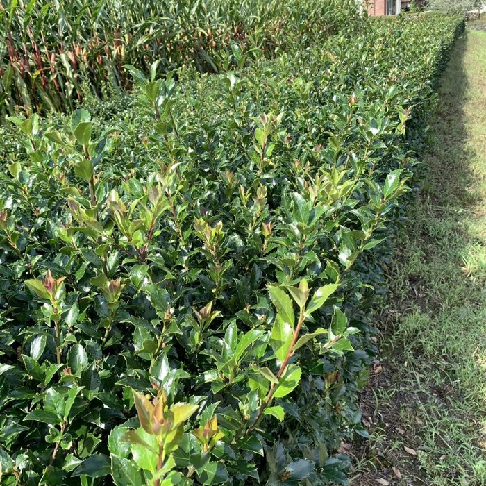 Hulsthaag - Ilex aquifolium 'Alaska'