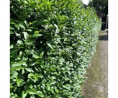 Ligustrum vulgare 'Lodense' - Haagliguster (Kale wortel)