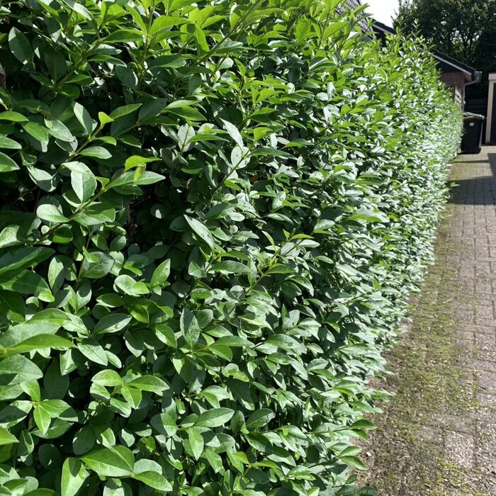 Ligustrum vulgare 'Lodense' - Haagliguster (Kale wortel) -> PRE-ORDER