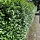 Ligustrum ovalifolium - Ligusterhaag (Kale wortel) -> PRE-ORDER