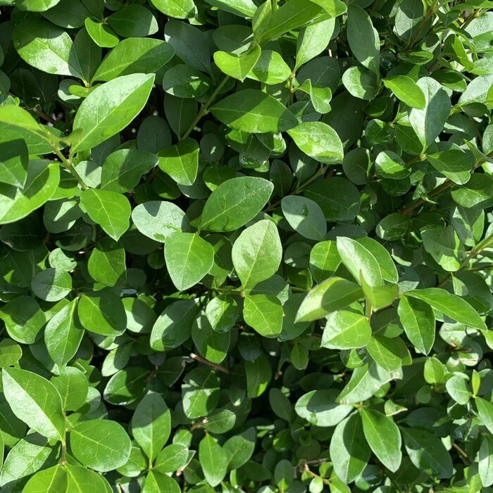Ligustrum ovalifolium - Ligusterhaag (Kale wortel)