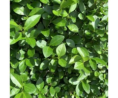 Haagliguster - Ligustrum ovalifolium