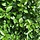 Haagliguster - Ligustrum ovalifolium