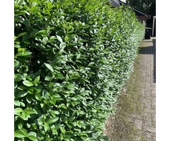 Ligustrum vulgare 'Atrovirens' - Haagliguster (Kale wortel)
