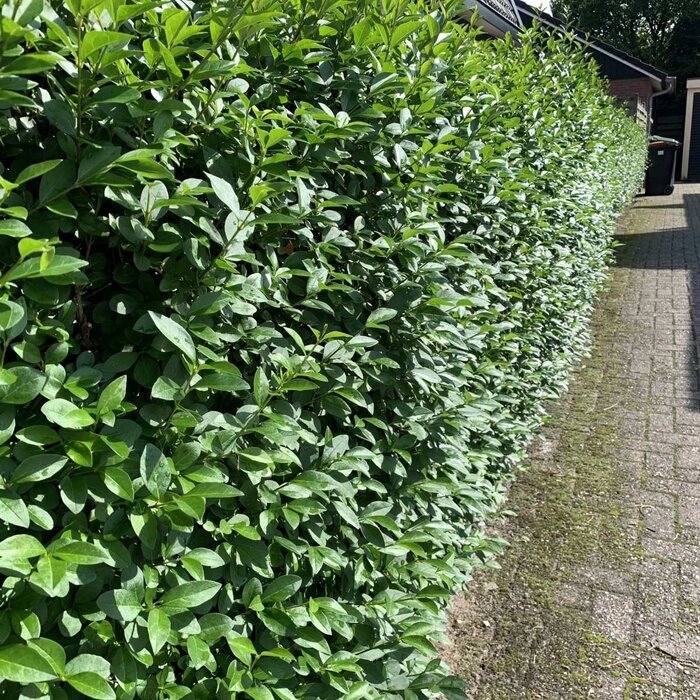 Ligustrum vulgare 'Atrovirens' - Haagliguster (Kale wortel)