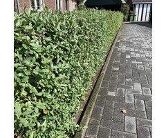 Ligustrum vulgare 'Liga' - Haagliguster (Kale wortel)