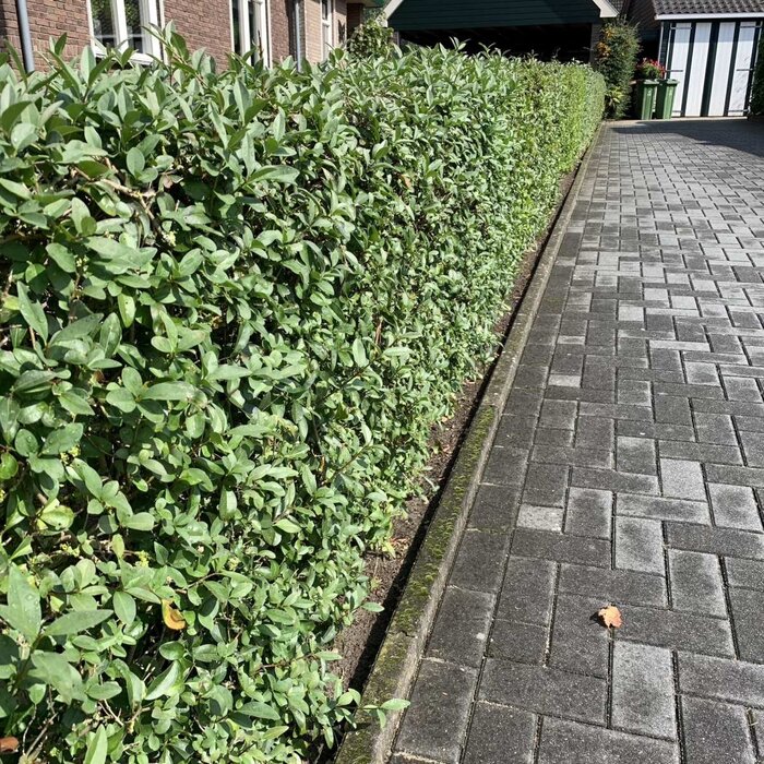 Ligustrum vulgare 'Liga' - Haagliguster (Kale wortel) PRE-ORDER
