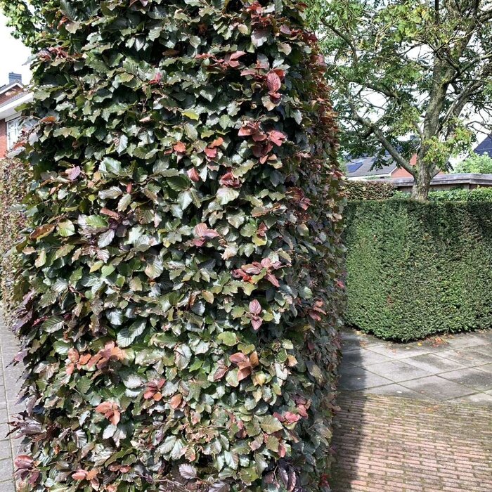 Rode beukenhaag - Fagus sylvatica 'Atropunicea'