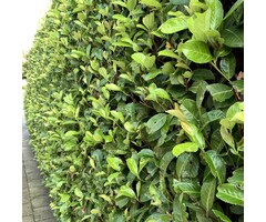 Laurierhaag - Prunus laurocerasus Genolia