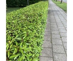 Prunus lusitanica 'Angustifolia' - Portugese laurier haag (Kale wortel)