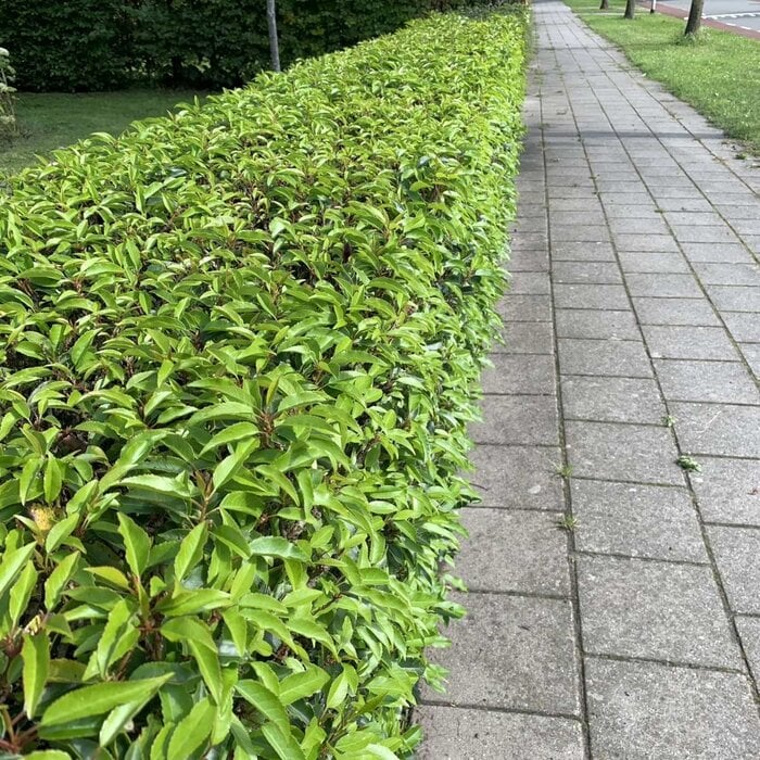Prunus lusitanica 'Angustifolia' - Portugese laurier haag (Kale wortel) PRE-ORDER