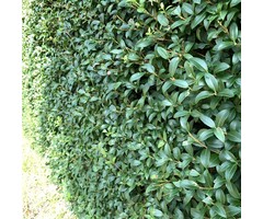 Schijnhulst haag - Osmanthus burkwoodii