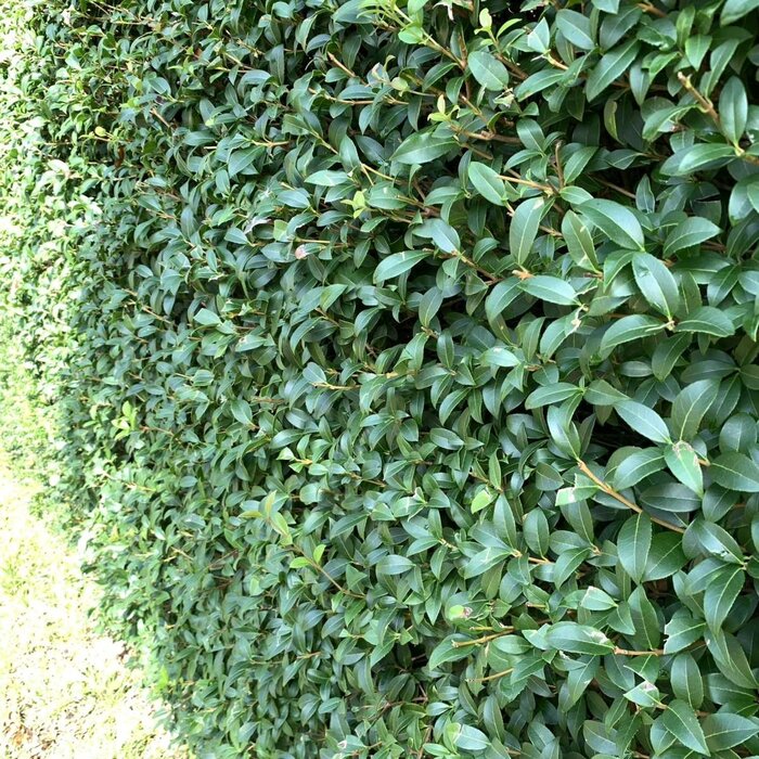 Schijnhulst haag - Osmanthus burkwoodii