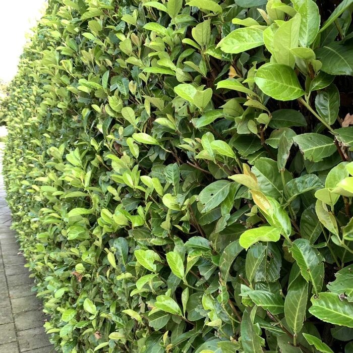 Laurierhaag - Prunus laurocerasus 'Novita'