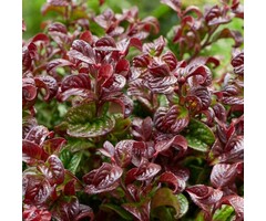 Druifheide - Leucothoe axillaris 'Curley Red'