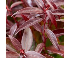 Druifheide - Leucothoe keiskei 'Royal Ruby'