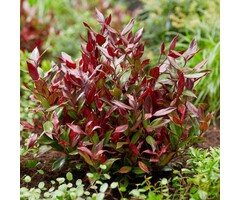 Druifheide - Leucothoe 'Zeblid'