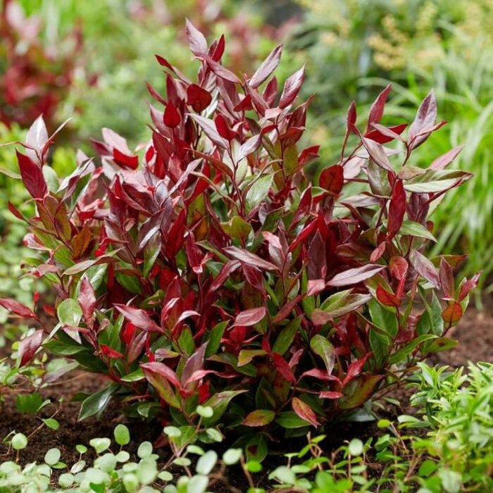Druifheide (Leucothoe 'Zeblid')