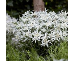Edelweiss - Leontopodium alpinum
