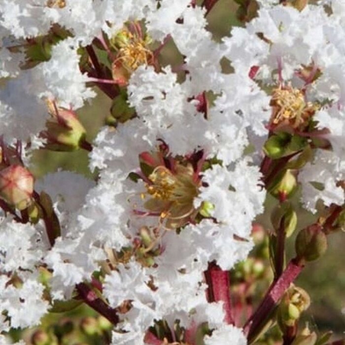 Elfensering (Lagerstroemia Wit)