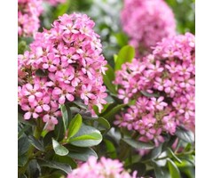 Escallonia - Escallonia laevis 'Pink Elle'