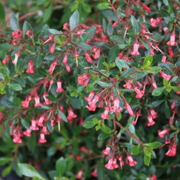Escallonia (Escallonia 'Red Dream')